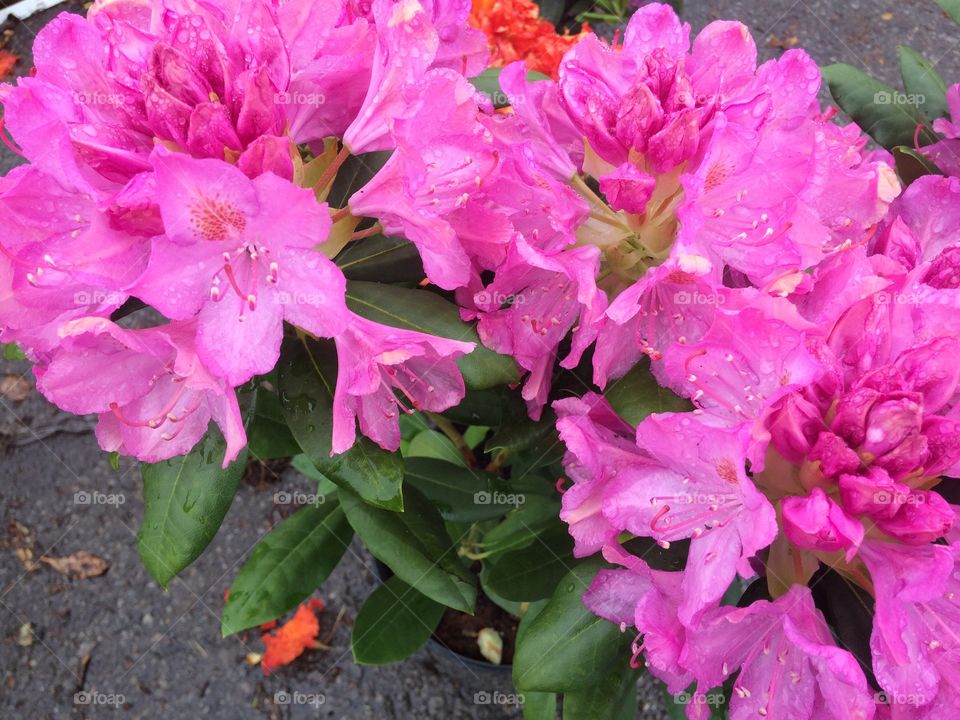 Pink azaleas 
