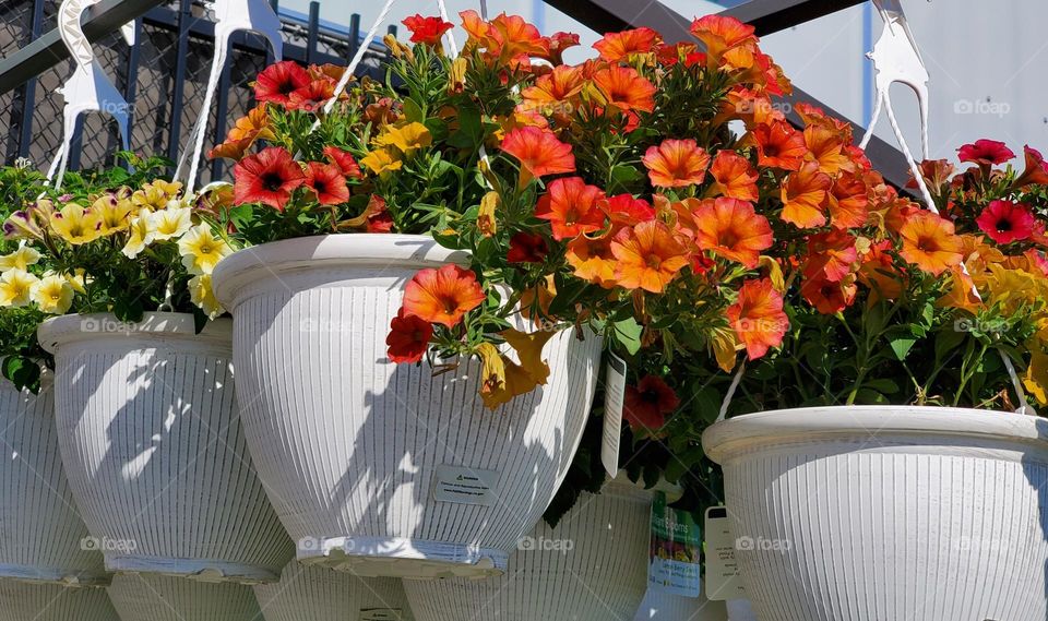 Hanging Pots of Colorful Flowers