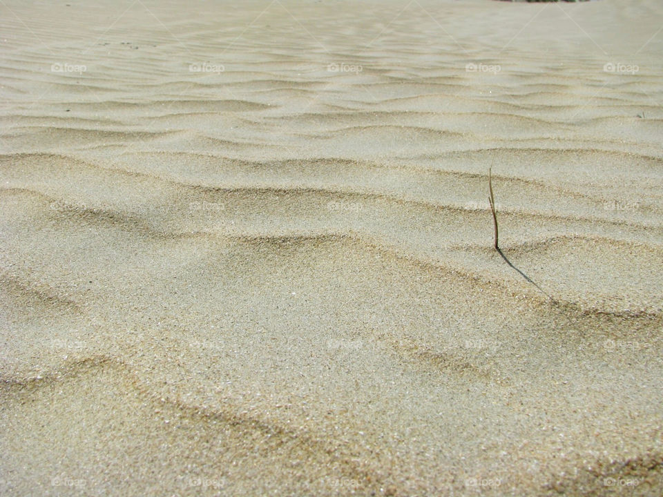 One dried plant on the beach makes it look like the desert