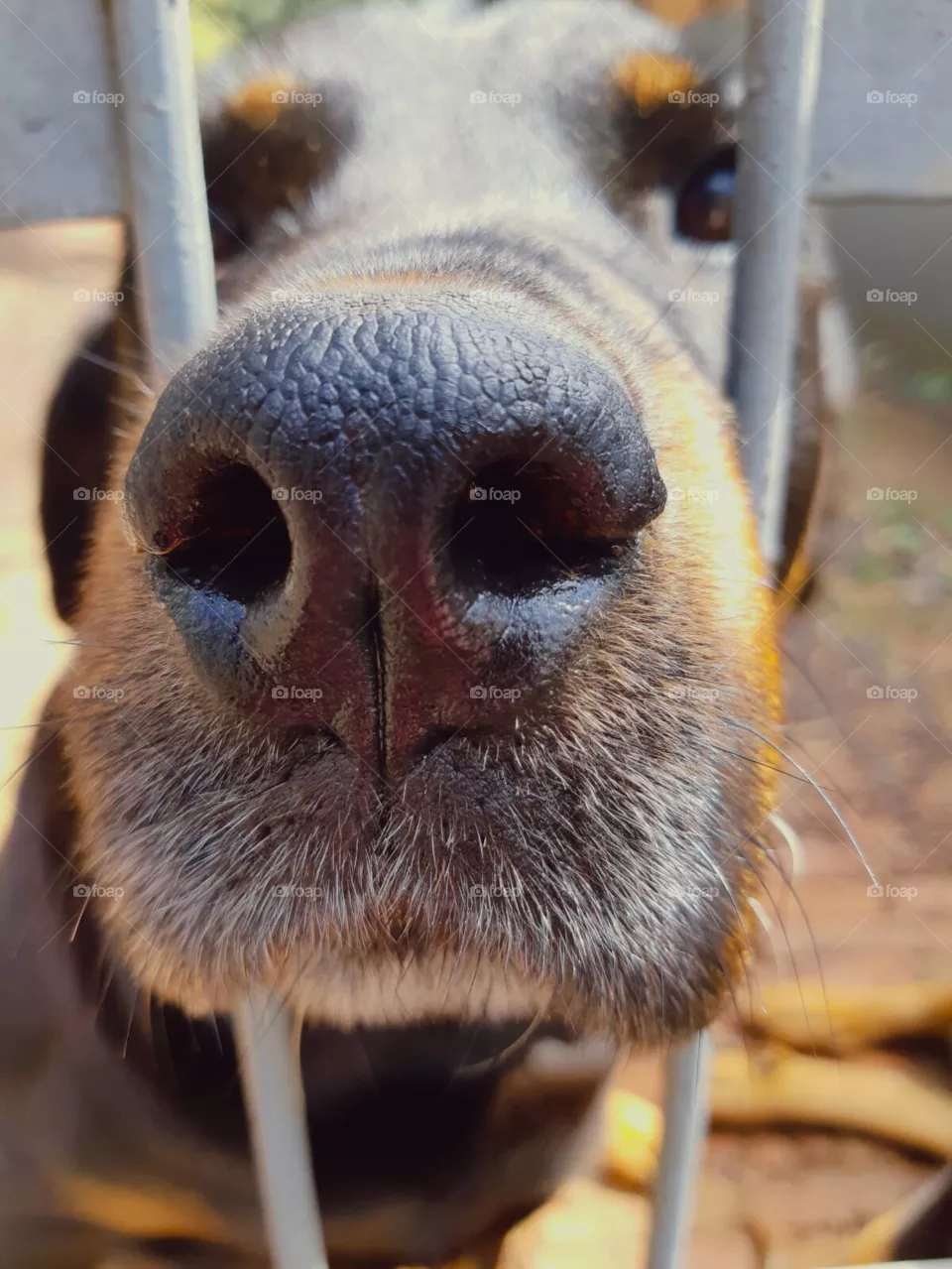 Focinho de cachorro.