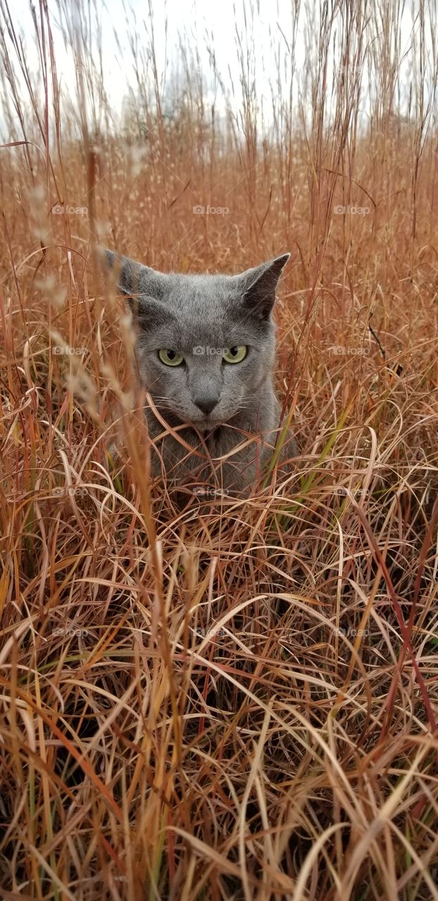 My cat Harald roaming in the tall grass in my great grandparents' hay field.