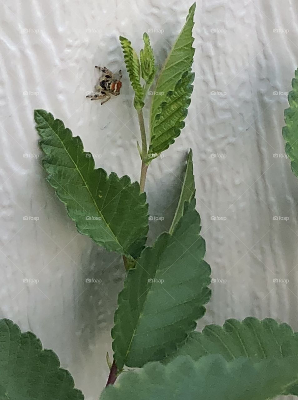 The red spider on the move