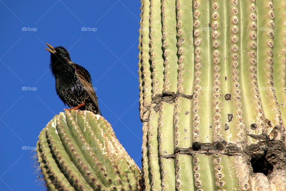 Starling on Saguaro Cactus