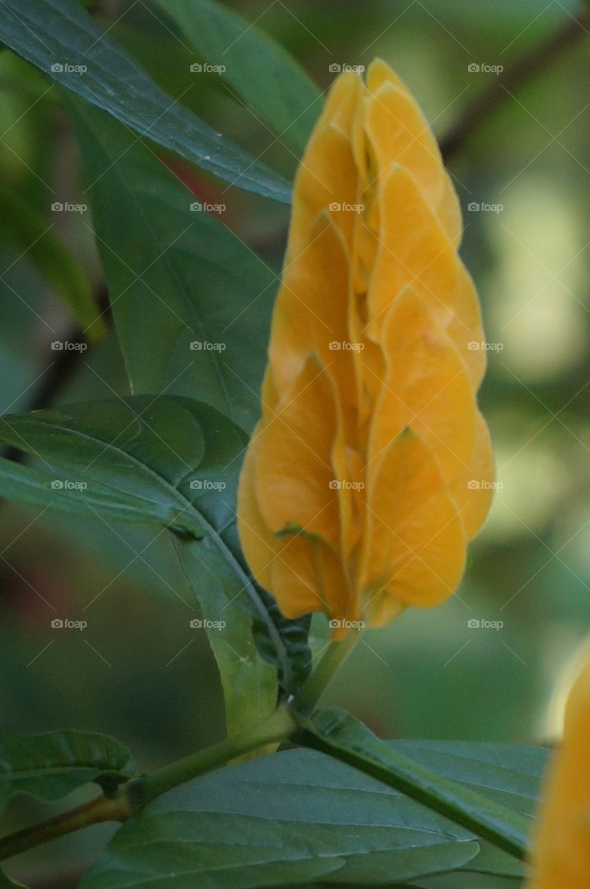 Yellow flower with green leaves in the background