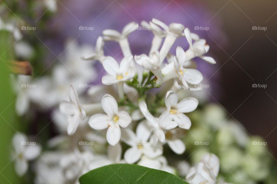 lilac flower