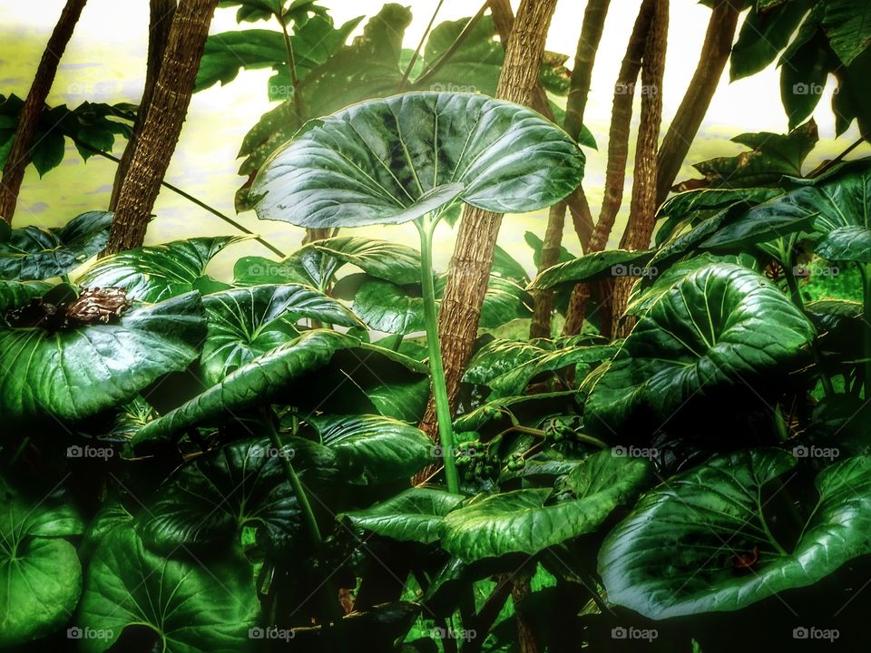 Green I want you green