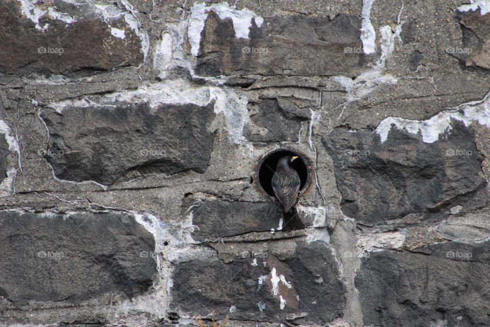 European starling perched at edge of nest in hole in stone wall along highway 