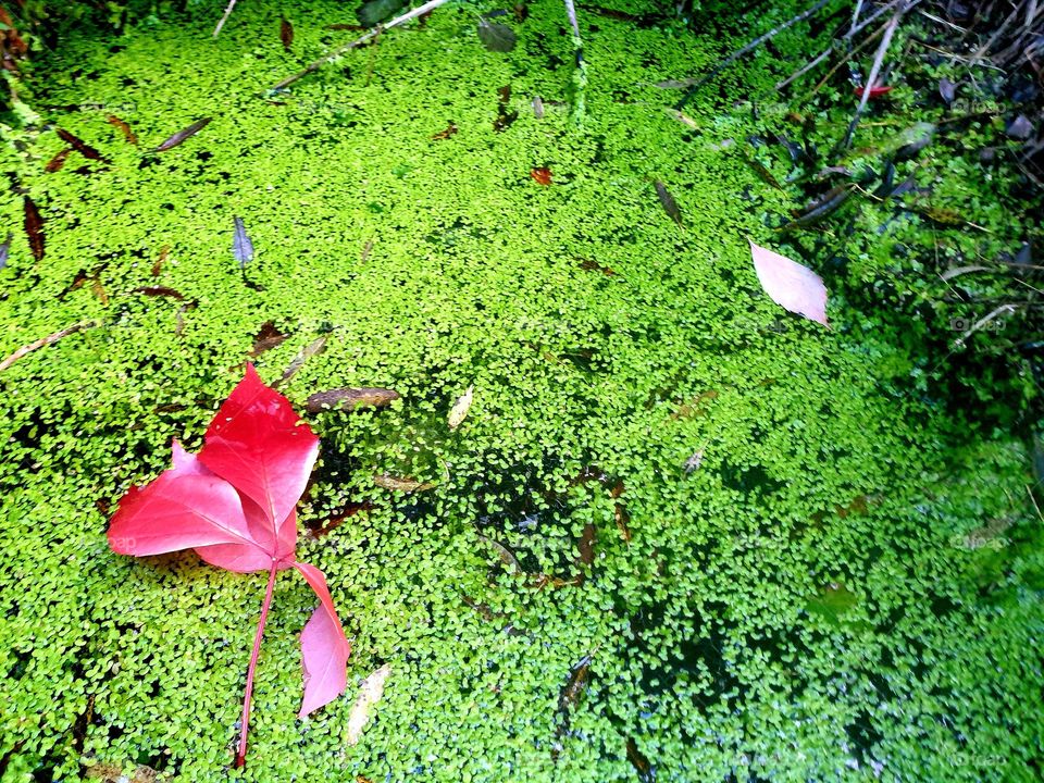 осеннии краски