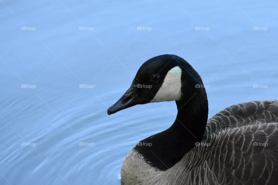 Goose