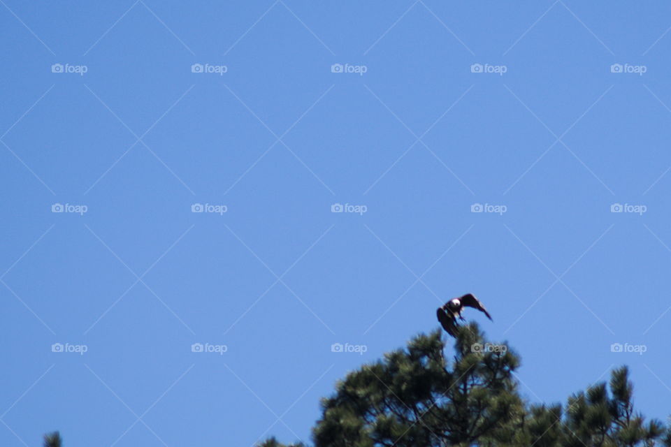 bald eagle flight wongs trre sly blue nature