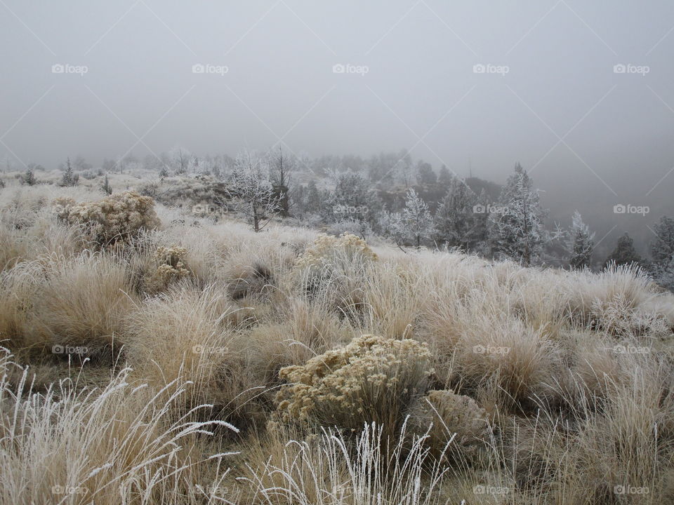 A fresh coat of frost on trees and wild grasses with Smith Rock slightly visible through morning fog on a Central Oregon morning. 