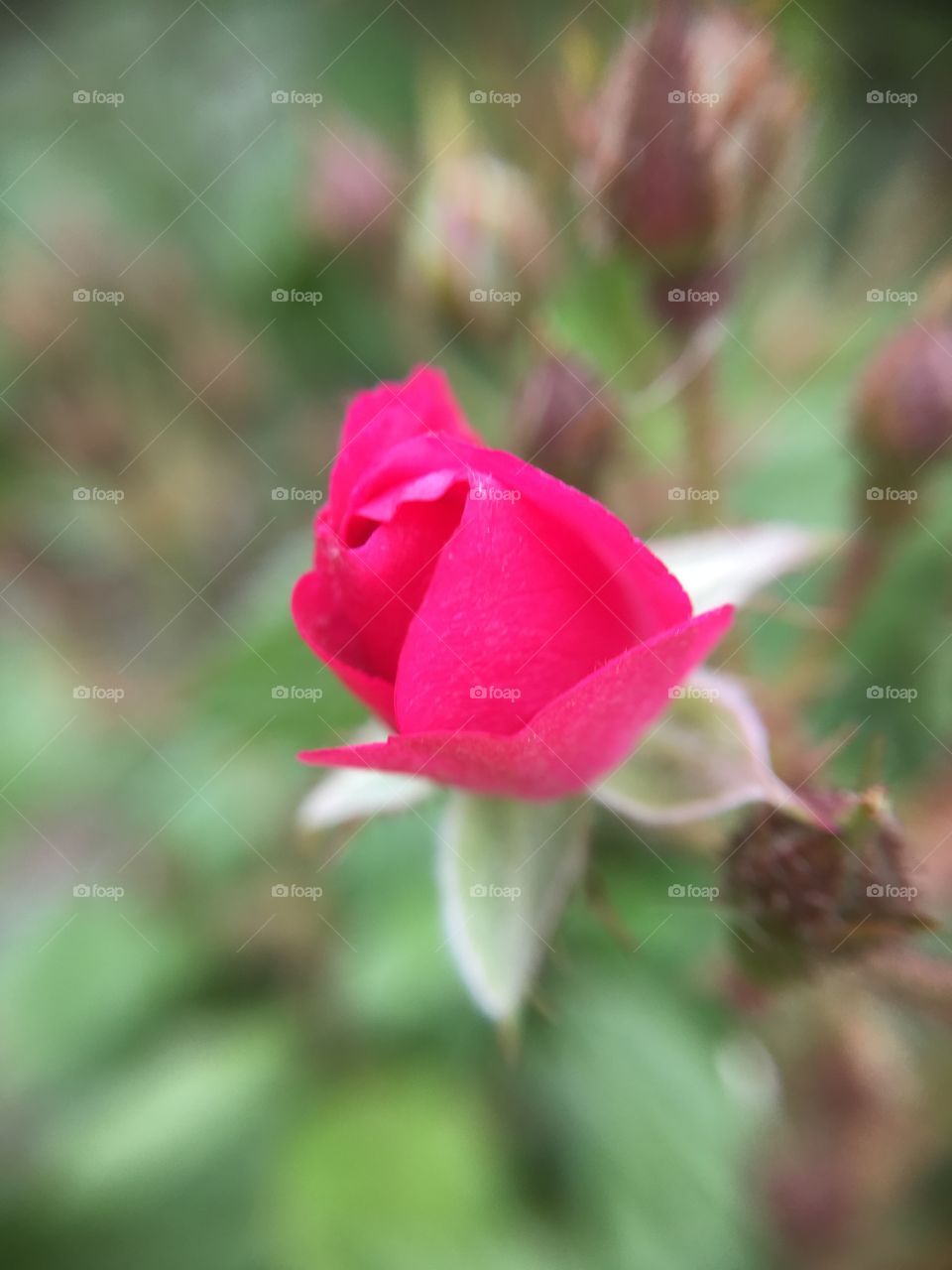 Pink rose 