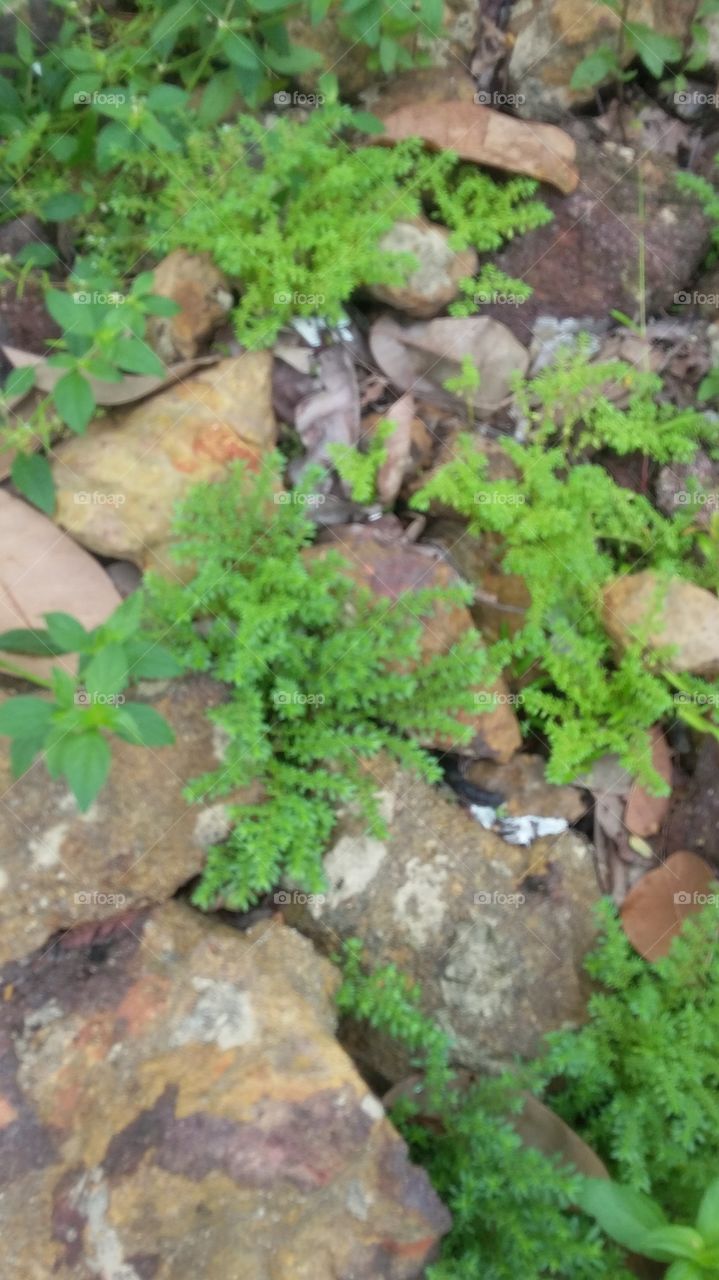 plantas em rochas