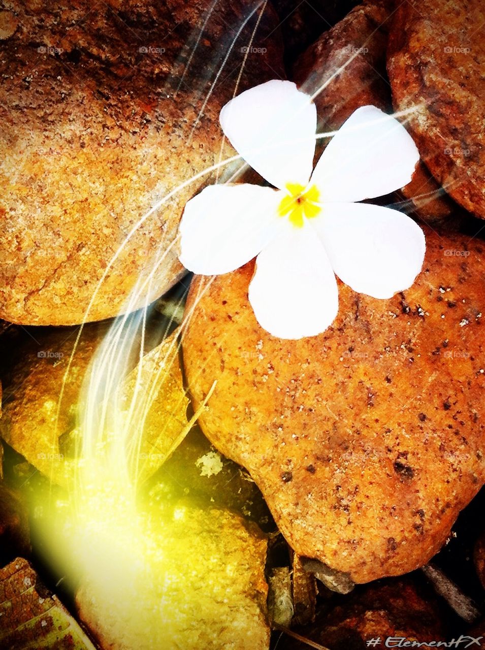 Plumeria on the rock