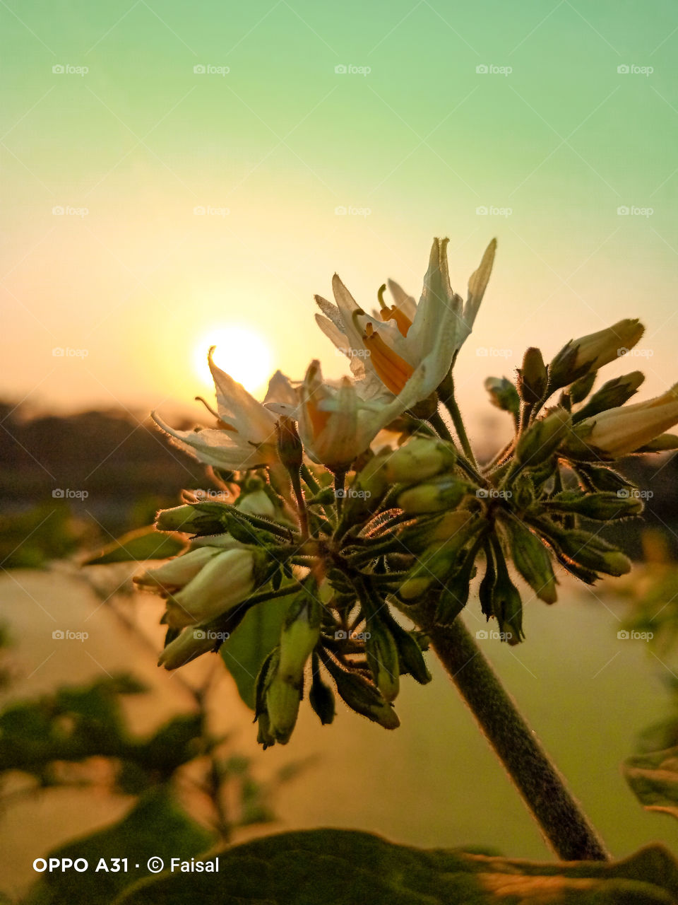 happy evening 🌸✨