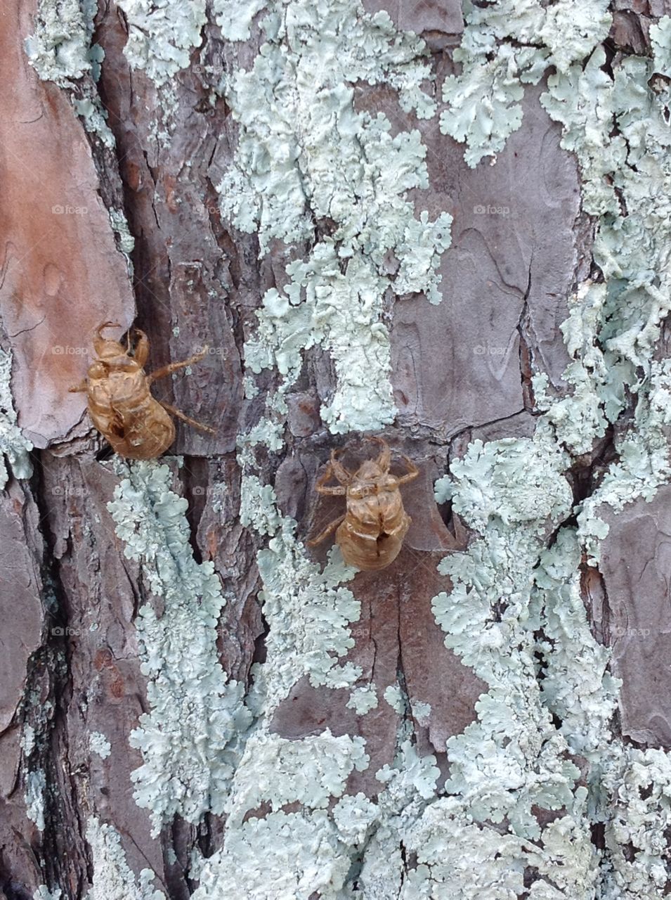 Cicada shells on Pine Tree