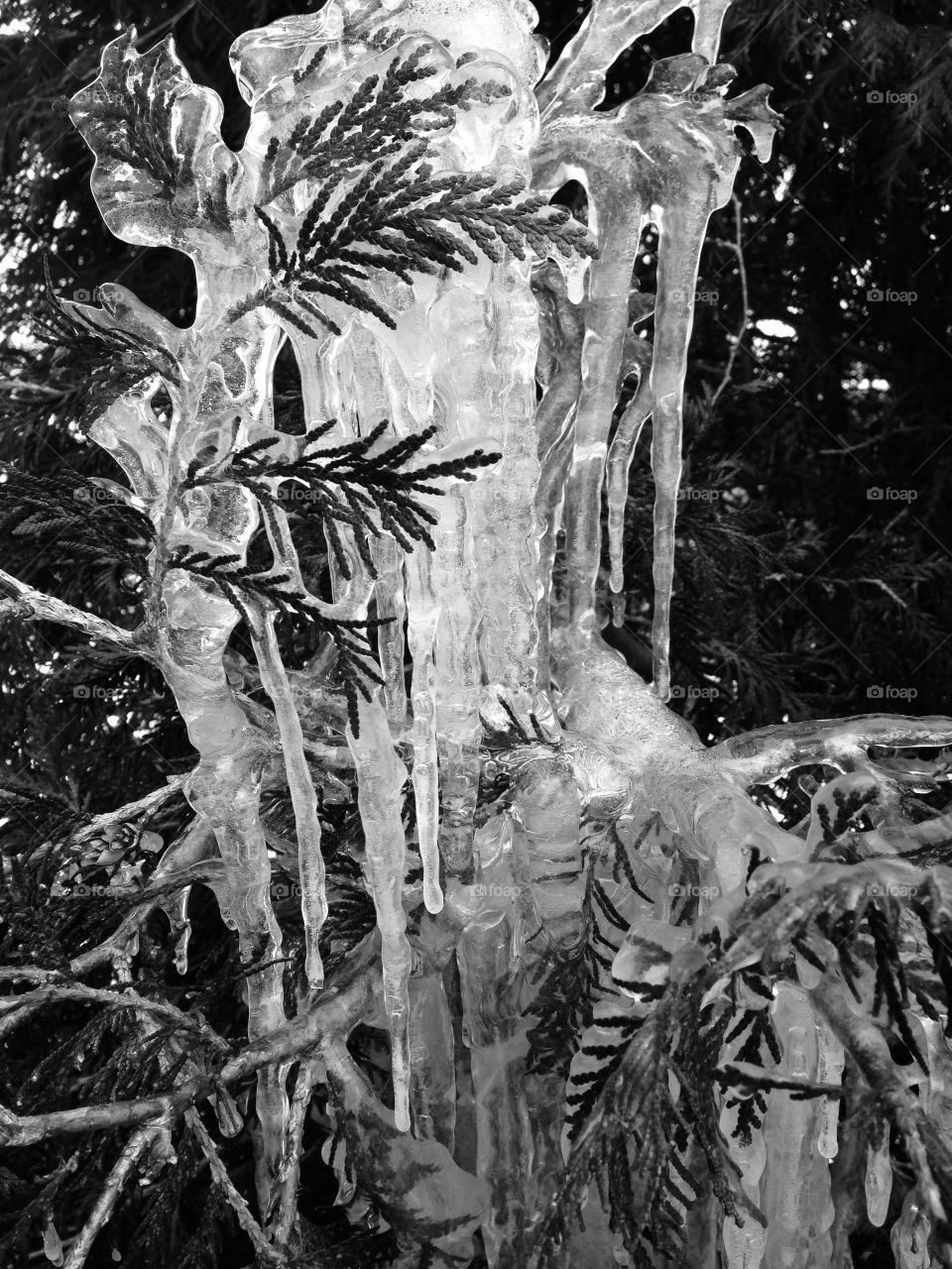Chilly icicles resulting from the frozen winter weather in the north.