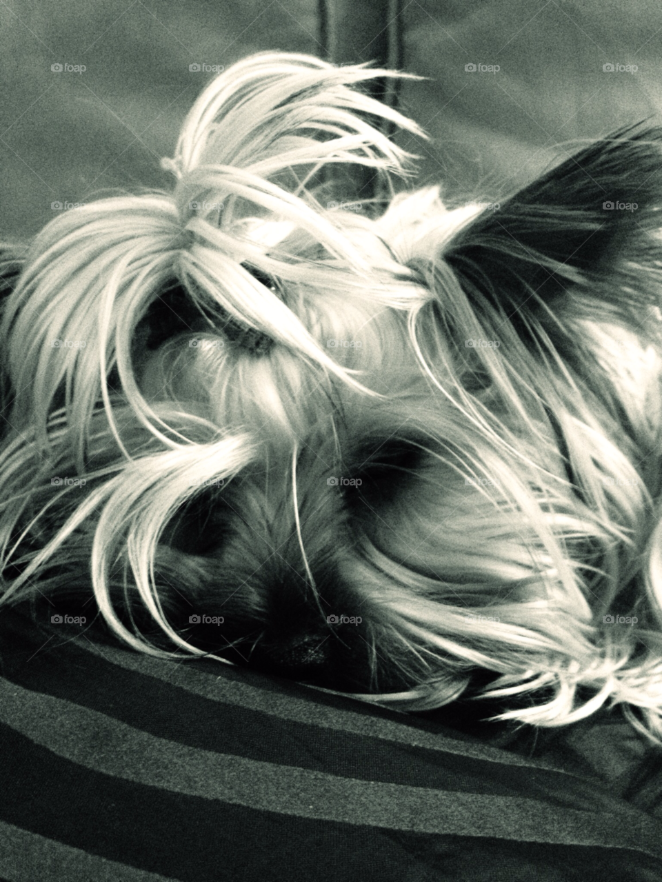 dog animal pet yorkshire terrier by chester29