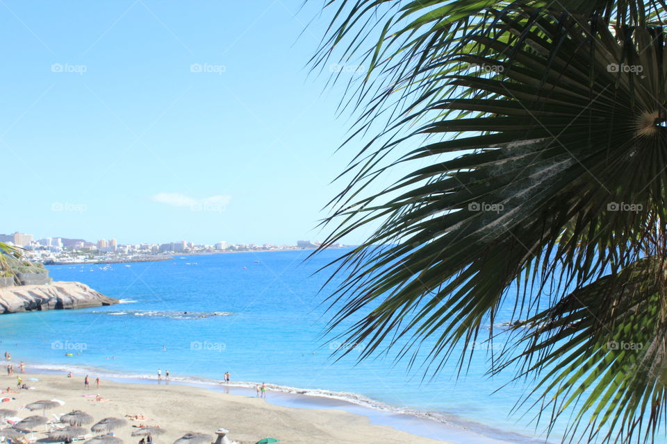 Breezy palm tree against a blue sky and turquoise ocean water along the coast line of Canary Islands.