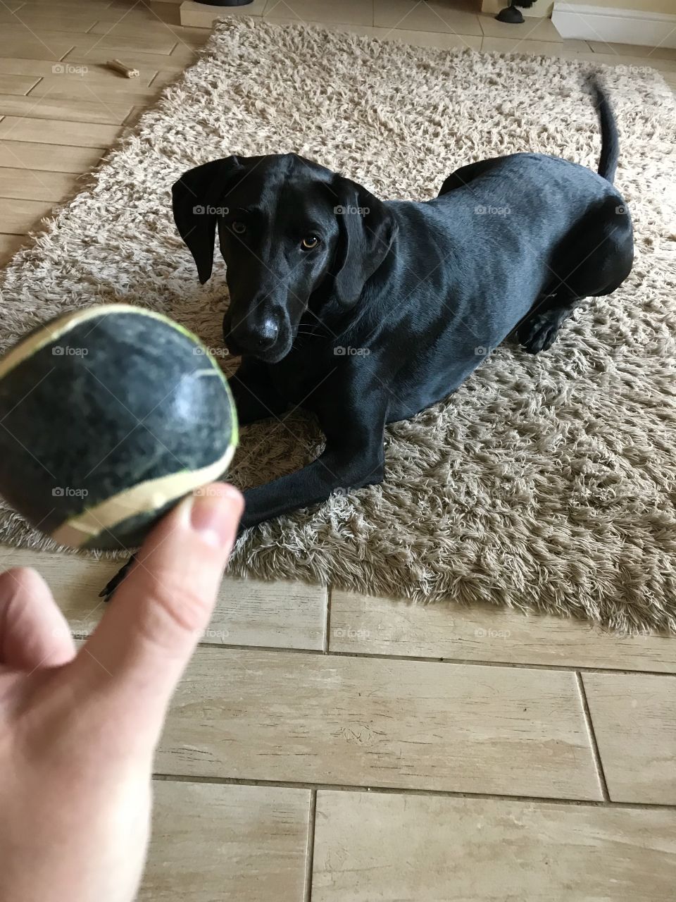 Puppy playing ball