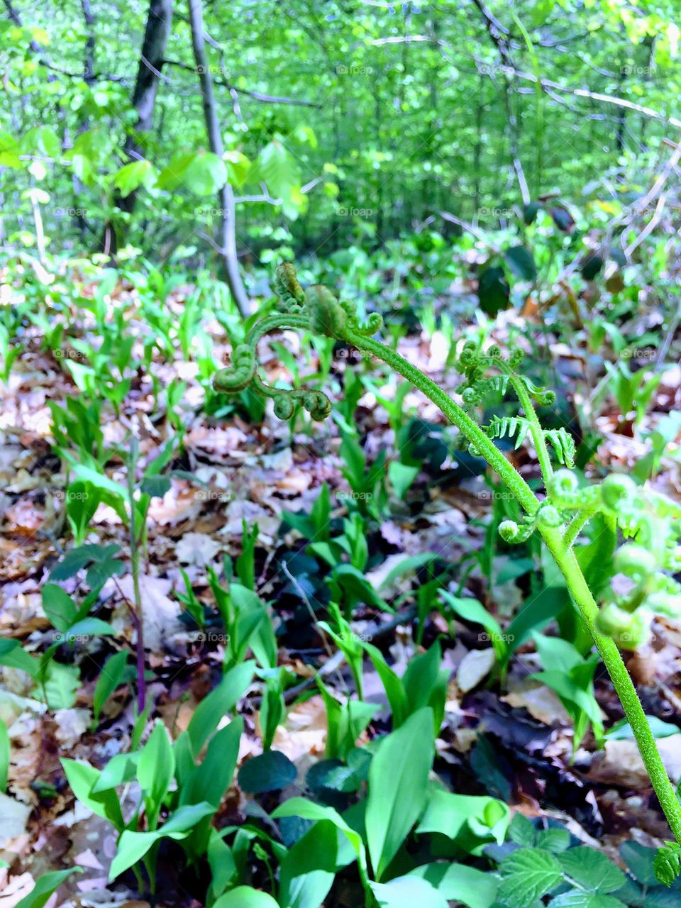 Ferns details in forest