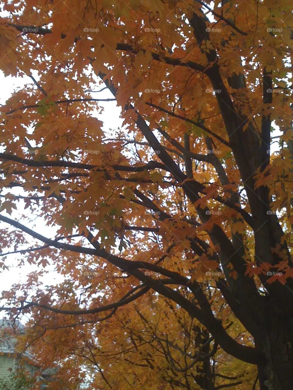 Tree, Fall, No Person, Leaf, Wood