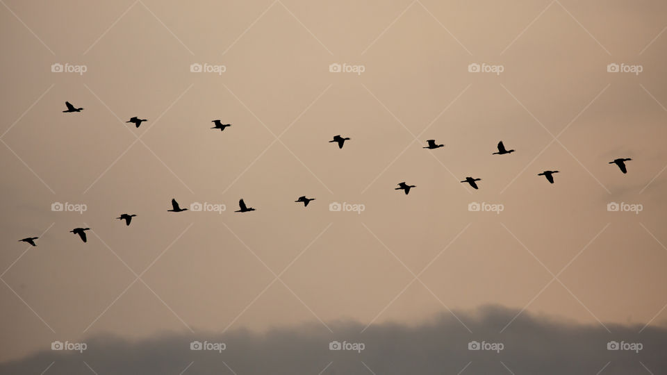 birds migrating before the sunset