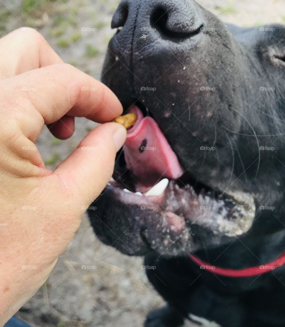 The Hidden Freckle. Bull Mastiff mix Barnabas with eyes closed, grabs a snack in the woods of South Georgia showing a cute black freckle on the underside of his tongue. 