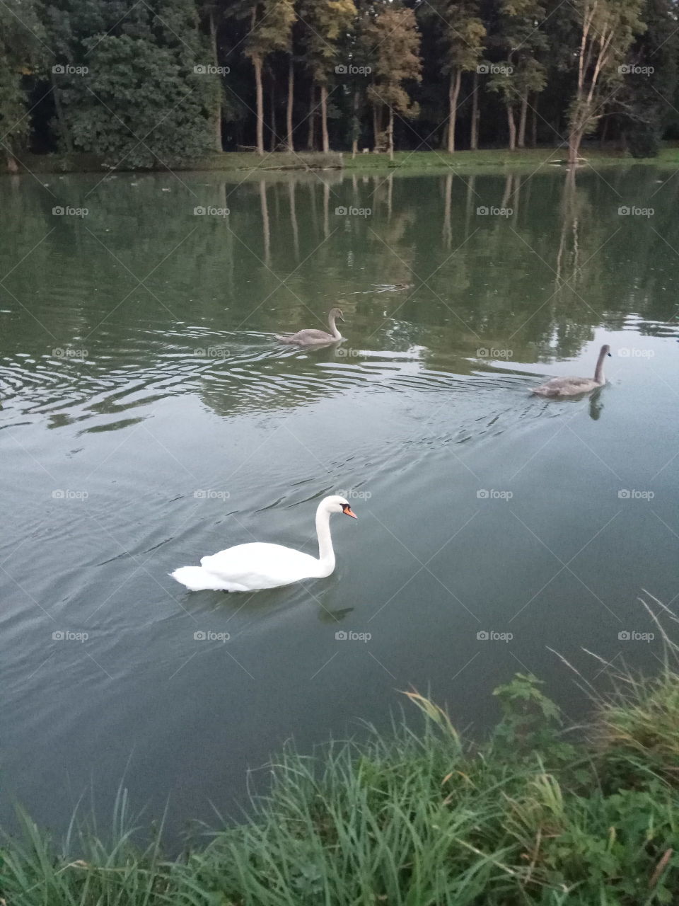 three majestic swans on the donau...