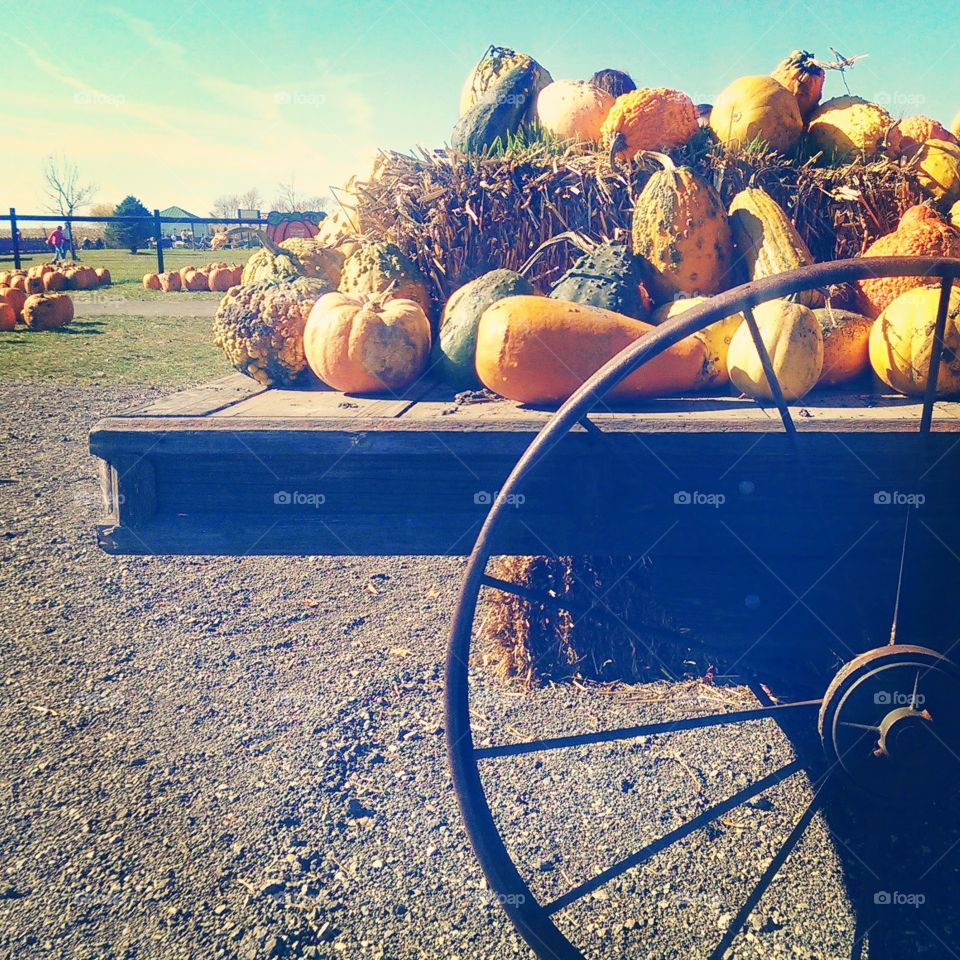 Fall day. pumpkin picking at Kuipers Farm in Illinois