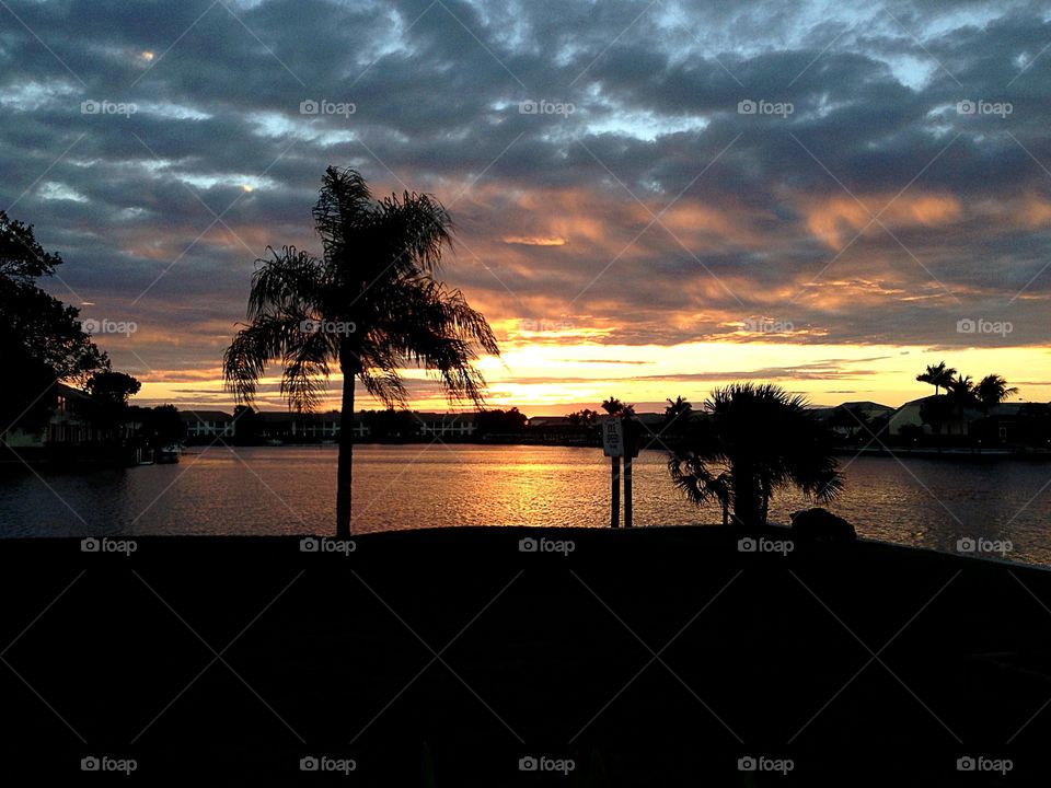 Palm tree at sunset 
