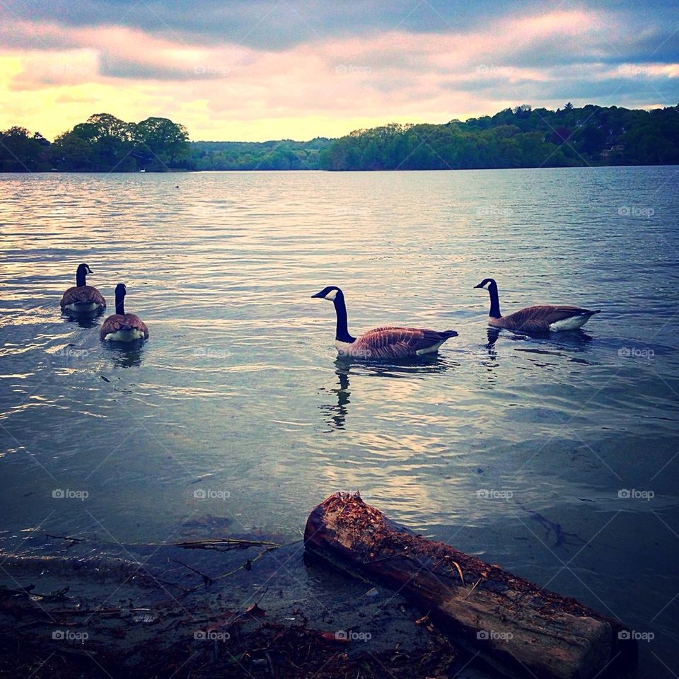 Geese in the lake