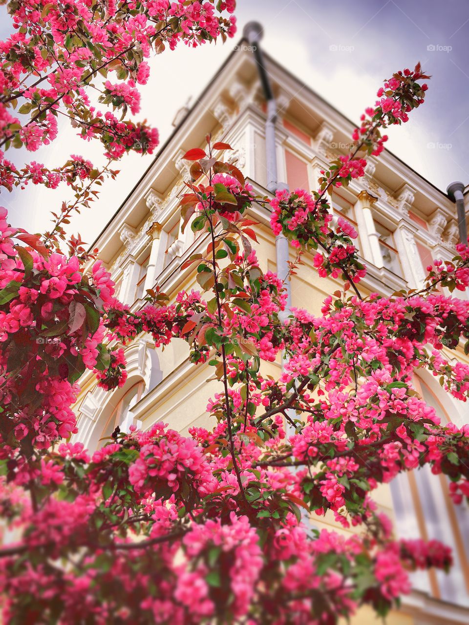 Burst of pink. Blossoming tree and the old building