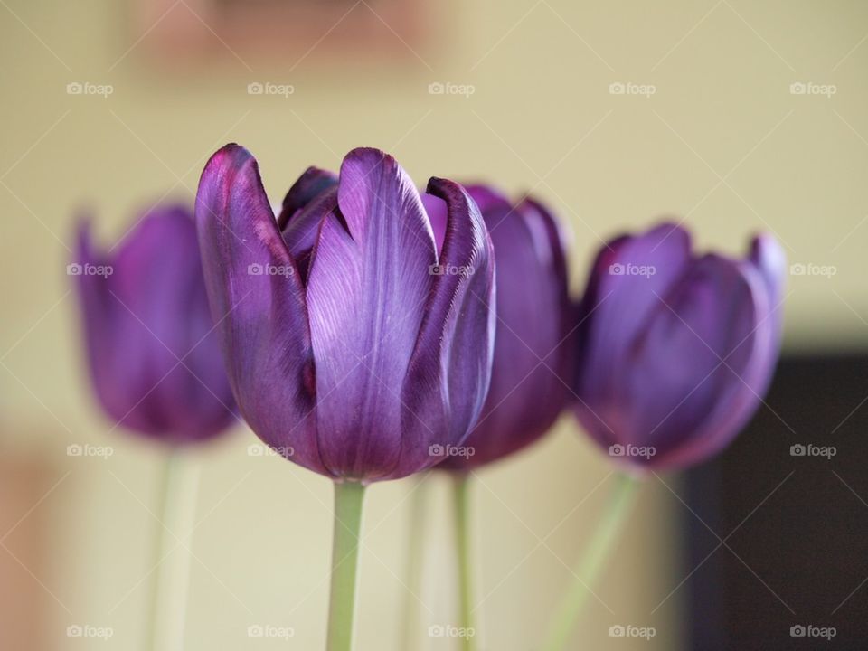 Tulips