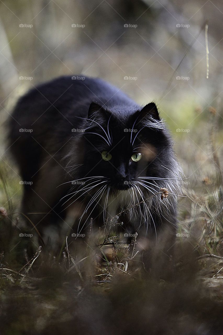 landscape black forest cat by samuel.andersen