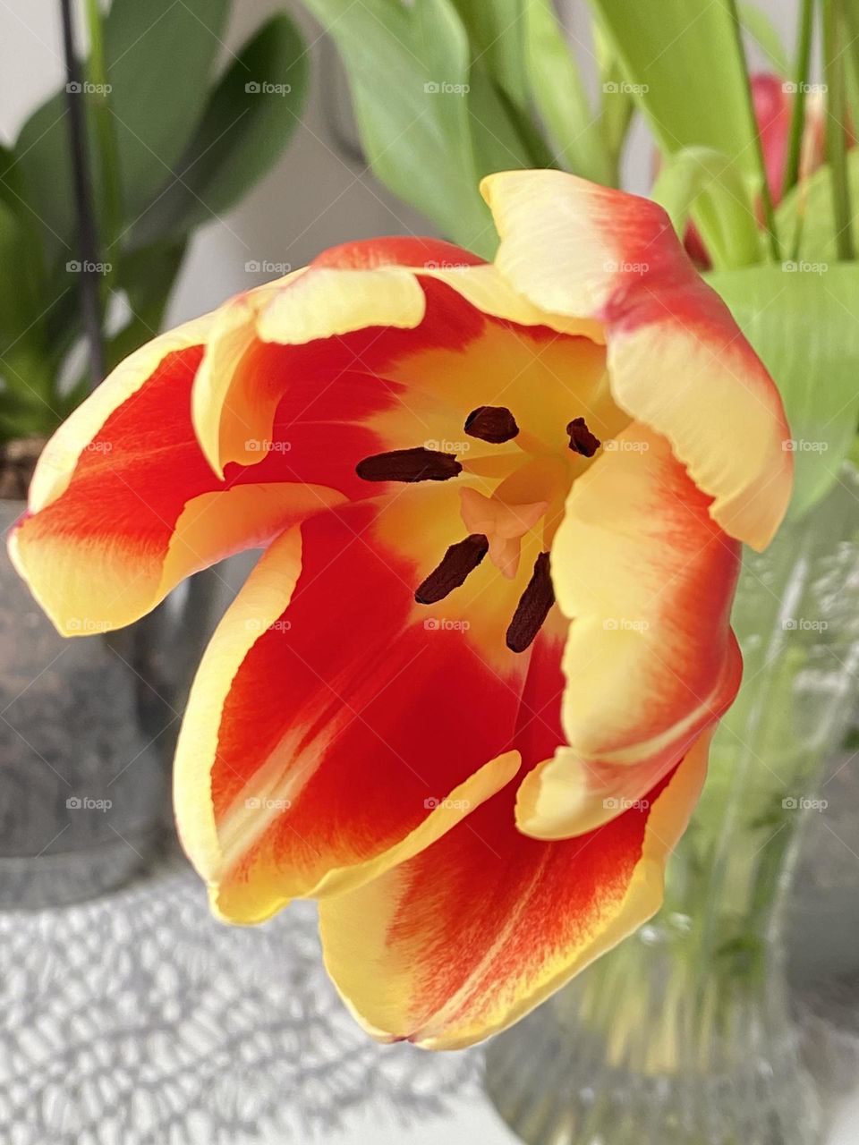 Close up of beautiful tulip 
