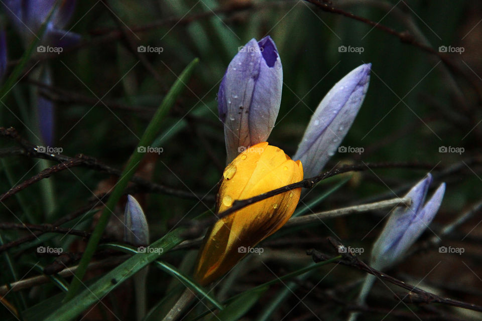 Daffodil between the crocus flowers