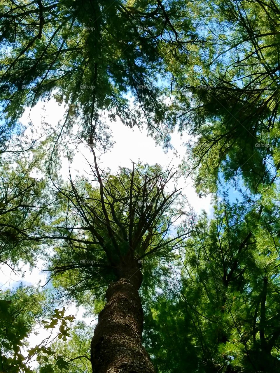 Looking up into Pine grove canopy.