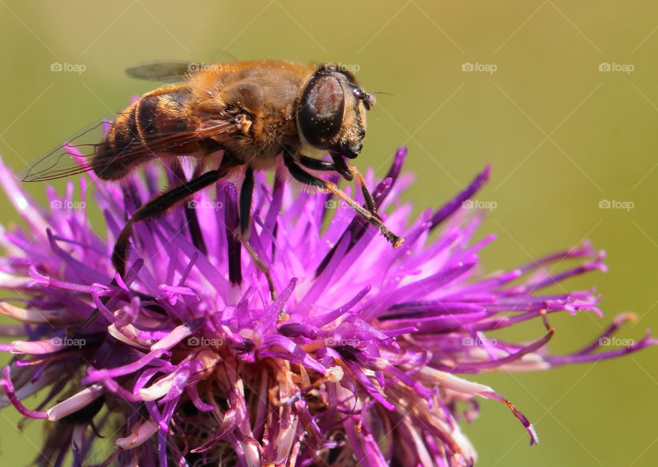 Bee On Flower