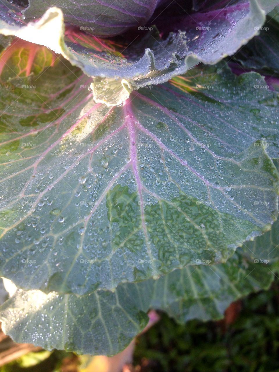 Dewdrop on the cabbage