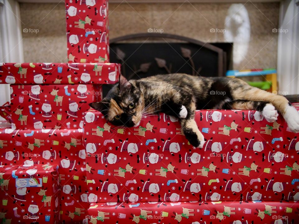 Christmas day cat