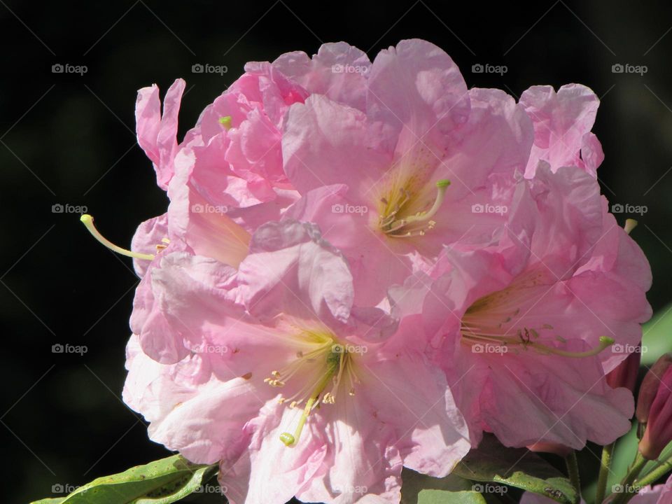 Rhododendrons in the city park