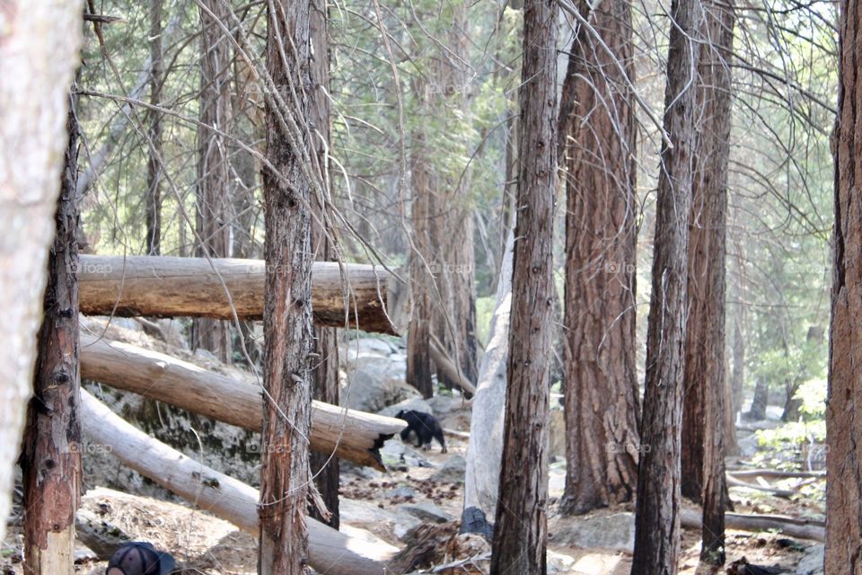 Bear cub walking through trees on trail in national park 