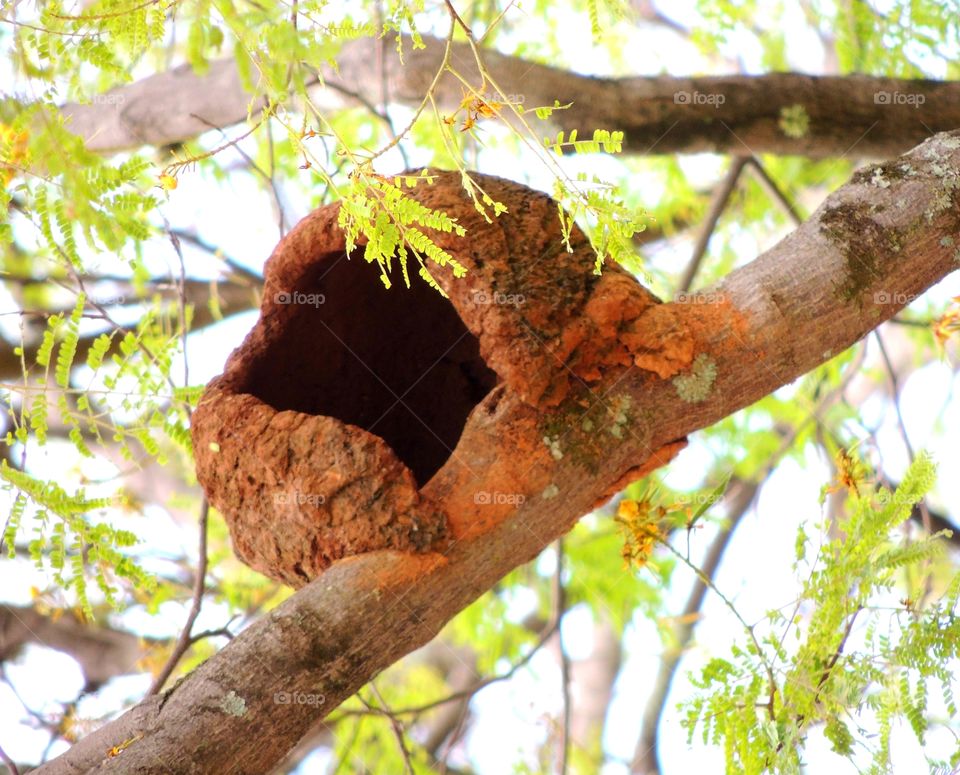 house of joão de barro bird