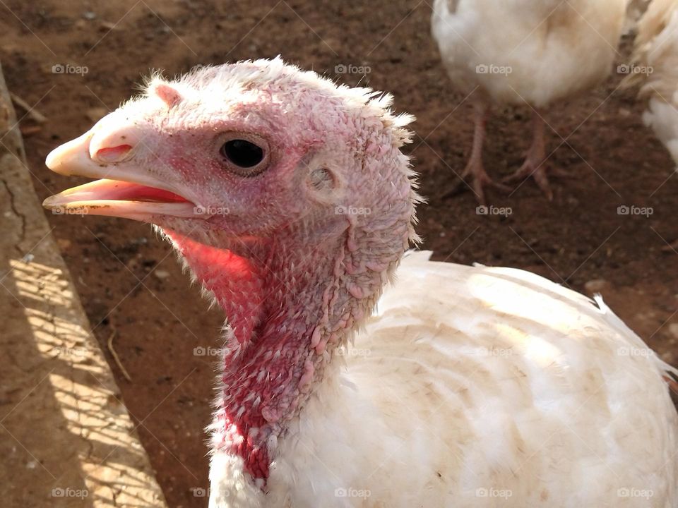 the white turkey profile