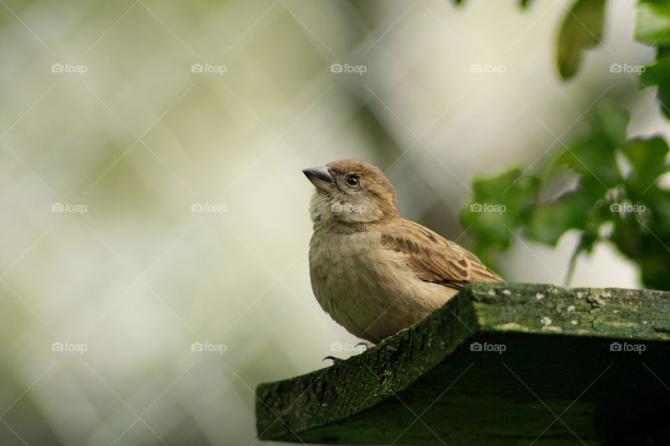animal bird zoom sparrow by ndia