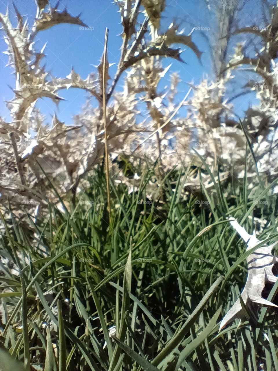 Difference between a green plant and a yellow plant