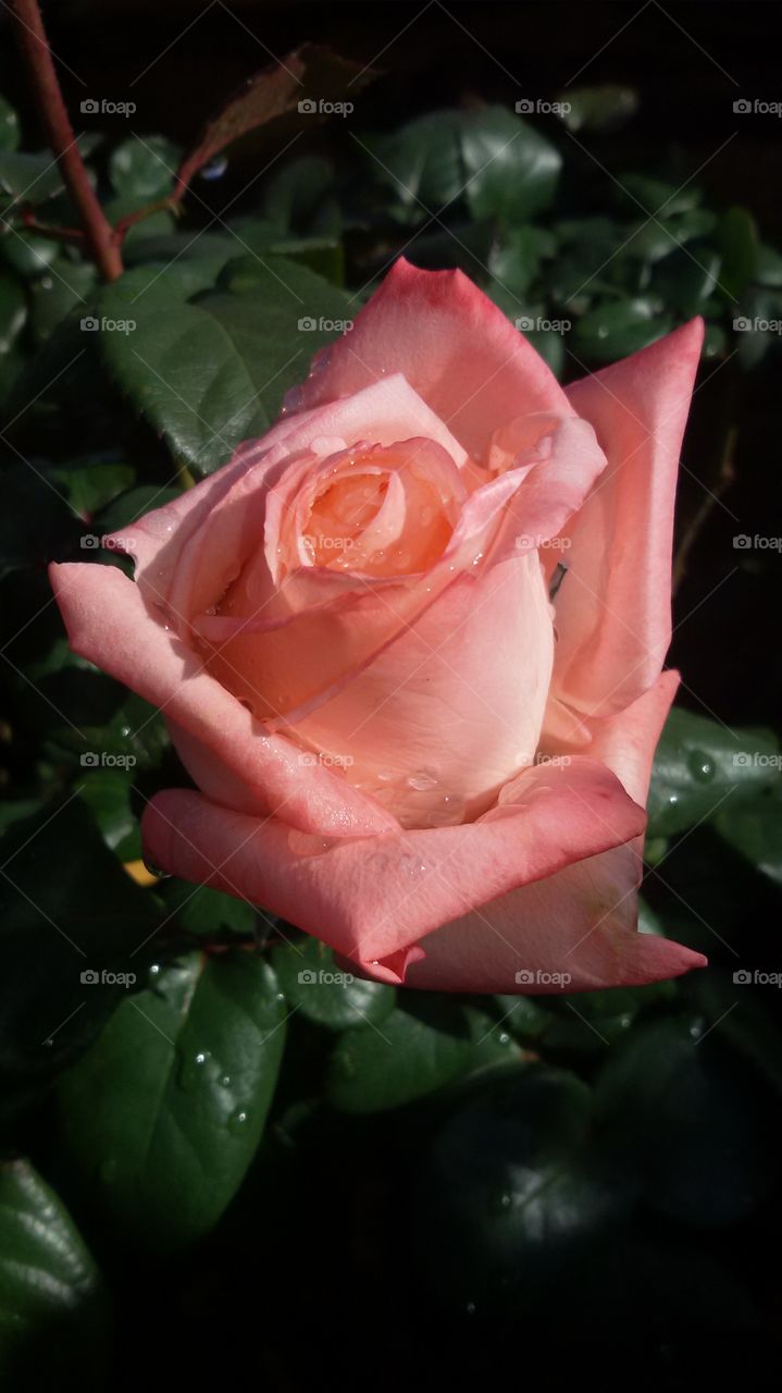 Pink Rose