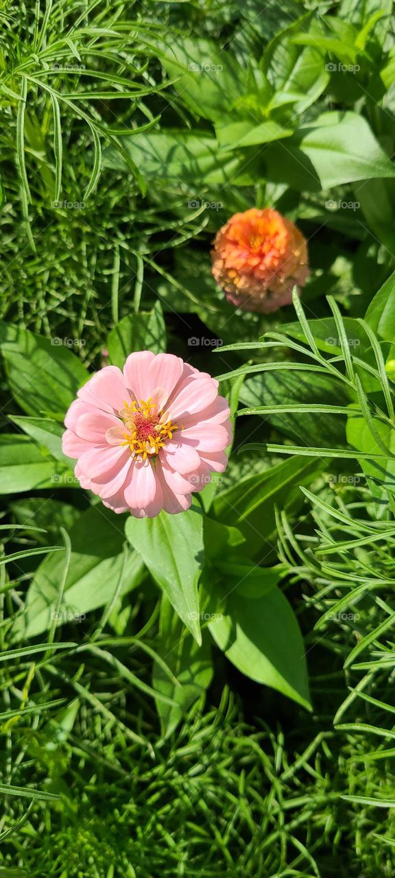 Summer breeze with colorful flowers.