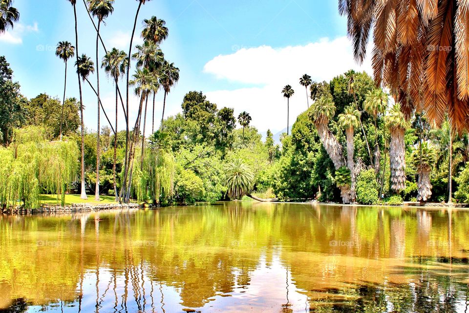 Reflection of trees on lake